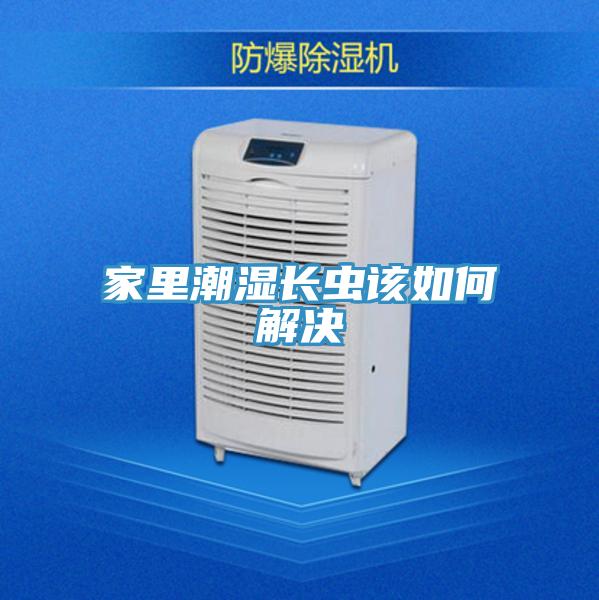 家里潮濕長(zhǎng)蟲該如何解決