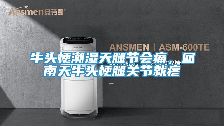 牛頭梗潮濕天腿節(jié)會痛，回南天牛頭梗腿關(guān)節(jié)就疼