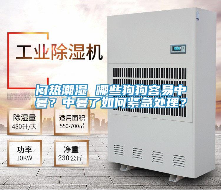 悶熱潮濕 哪些狗狗容易中暑？中暑了如何緊急處理？
