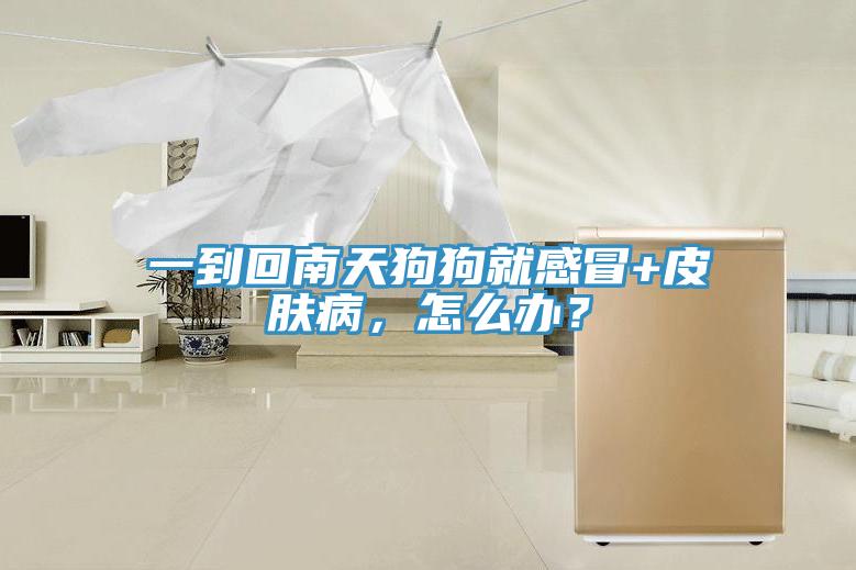 一到回南天狗狗就感冒+皮膚病，怎么辦？